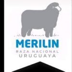 Merilin